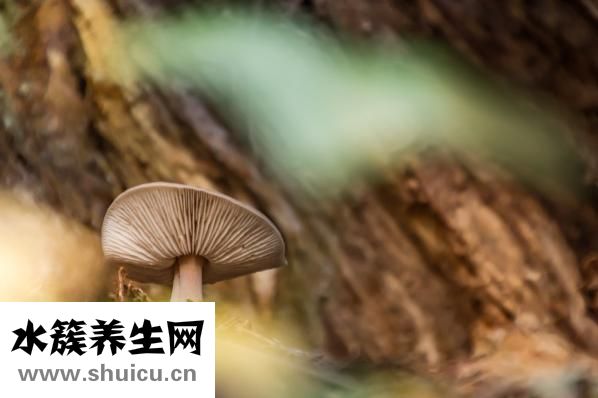 硝酸銀溶液