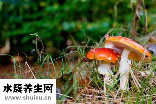 真武湯的配方
