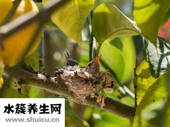 燕窩怎么泡發