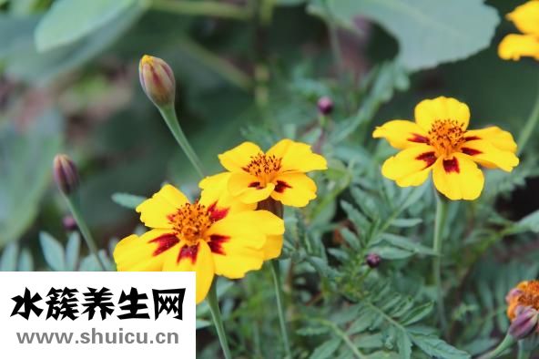 腳底雞眼圖片