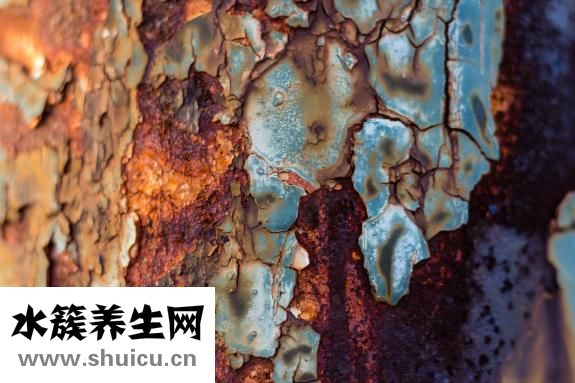 鐵皮石斛粉