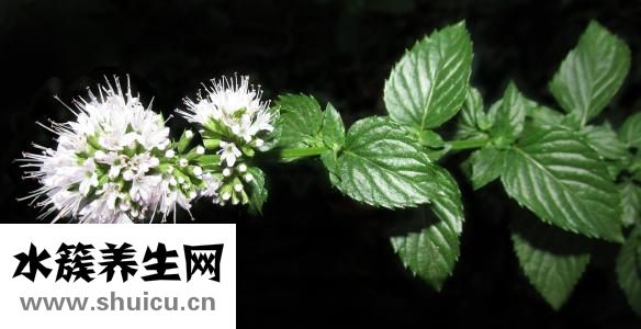 薄荷減肥嗎