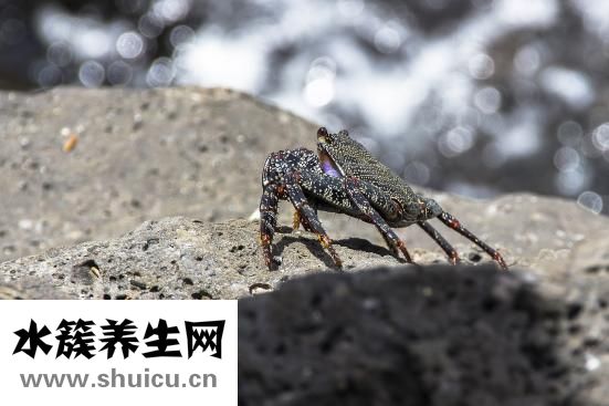消癌平膠囊