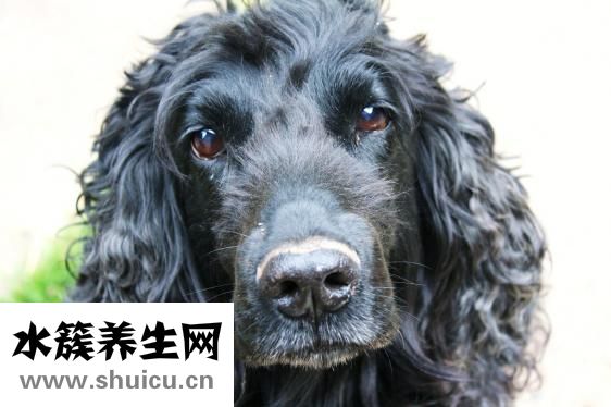 腎病傳染嗎