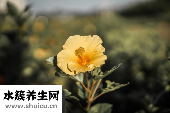 小丘疹是什么