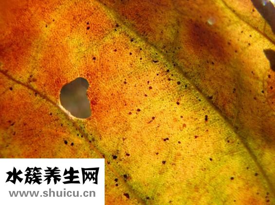 胃脹氣老打嗝
