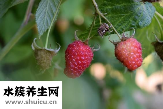 覆盆子圖片