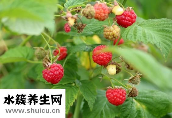覆盆子圖片