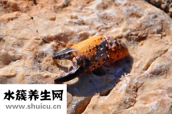 腎良性腫瘤
