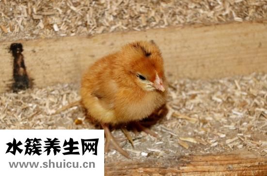 清燉雞怎么做