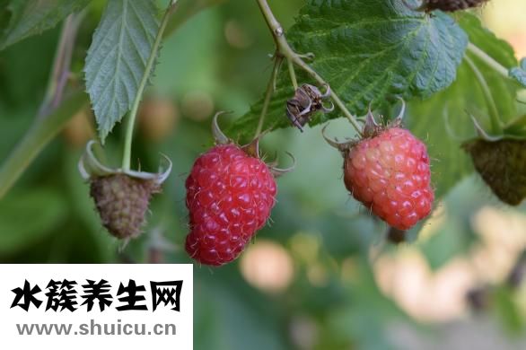 覆盆子圖片