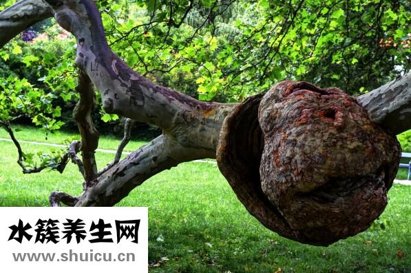 圓肩駝背怎么訓練