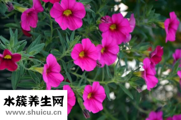 酸奶塊怎么做