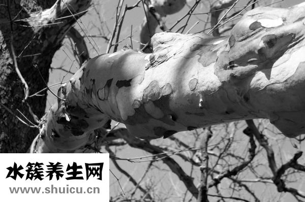 黑色素痣圖片