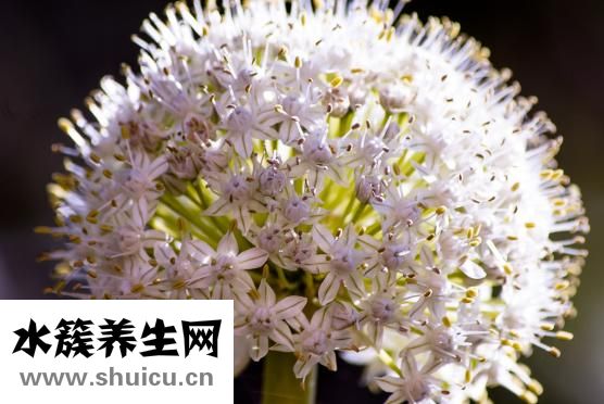 羊湯怎么熬