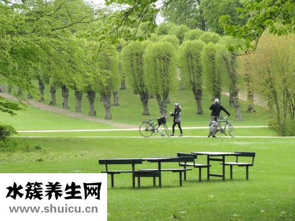 身體按摩油