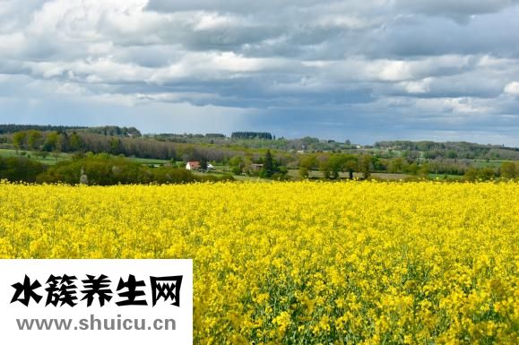 油菜的熱量