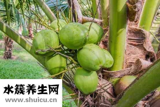 椰子肉能吃嗎