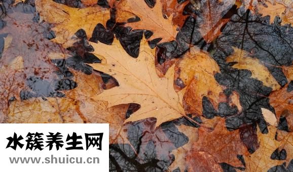 燕麥小米粥