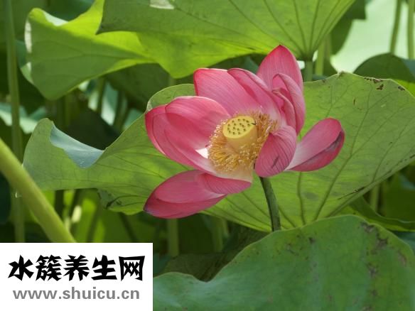 薄荷減肥嗎
