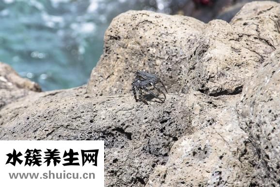 腎良性腫瘤