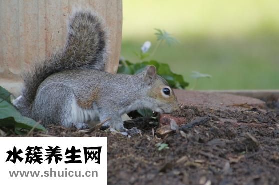 松鼠能吃嗎