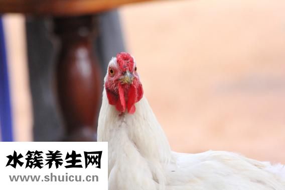 鴨肉燉土豆
