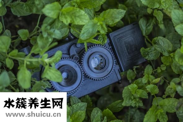 薄荷減肥嗎