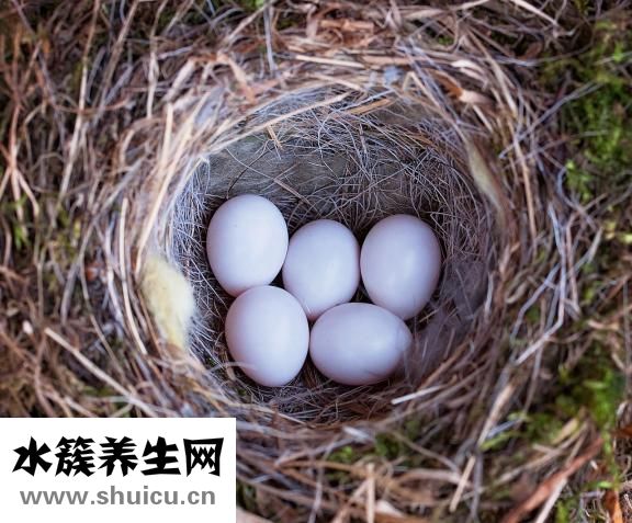 清燉土雞湯