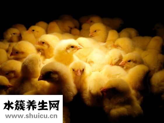 清燉雞怎么做