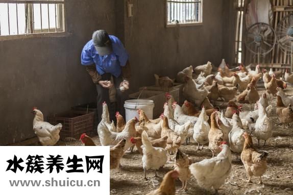 清燉土雞湯