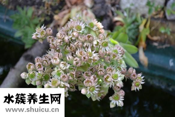 櫻花能吃嗎