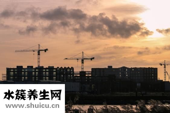 雷公根圖片