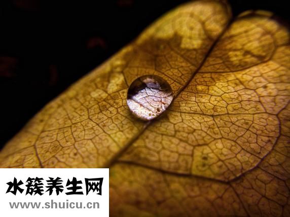血管性蕁麻疹