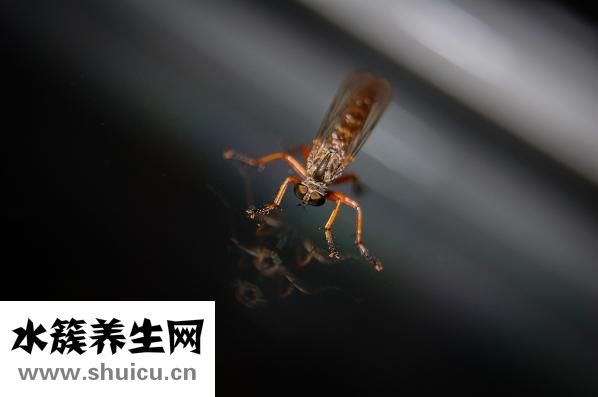 有蚊子怎么辦