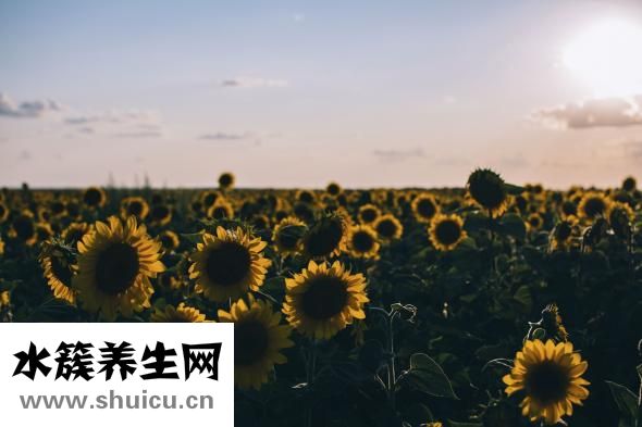 石斑魚的做法