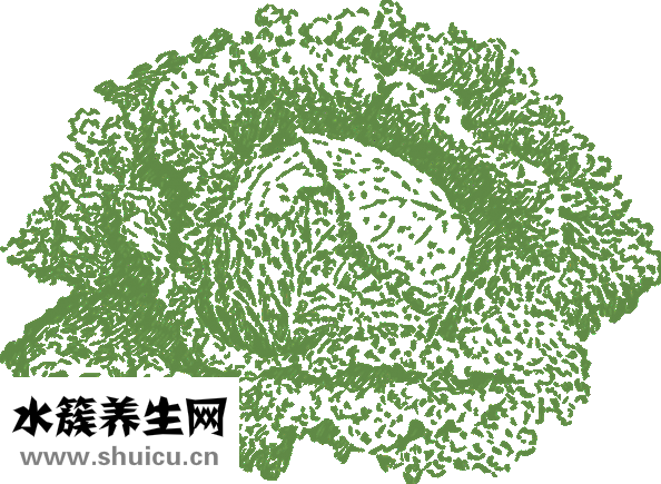 素炒圓白菜