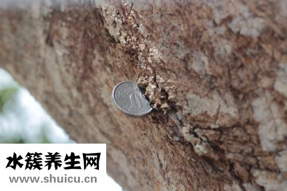 食用棕櫚油