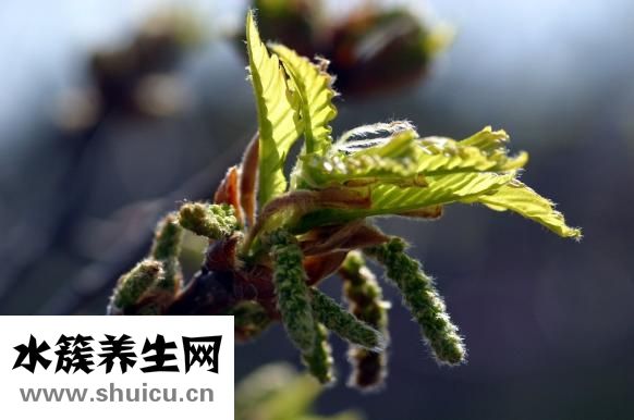 黑豆水怎么煮