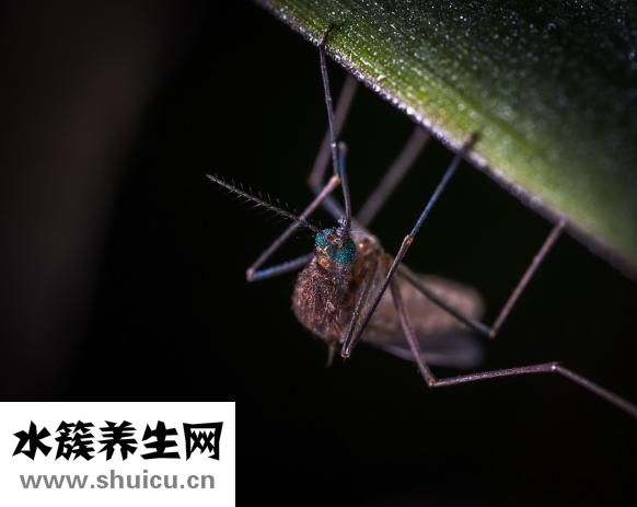 有蚊子怎么辦