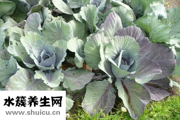 素炒圓白菜