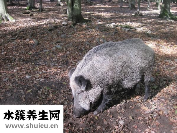 生根劑的配方