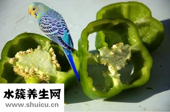 素炒圓白菜