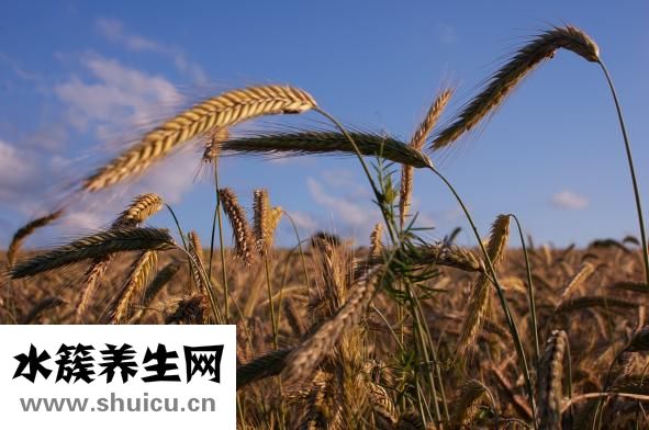 甘薯是什么