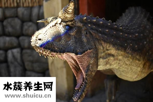 牙粉怎么用