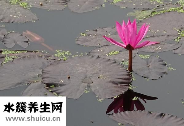 楊梅上火嗎