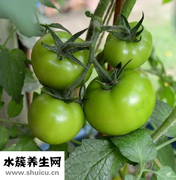 痛風能吃什么菜