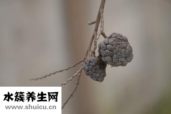 釋迦怎么吃