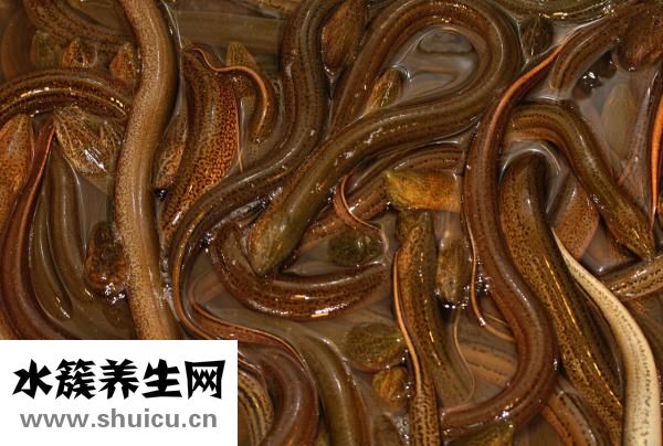 黃鱔煲仔飯
