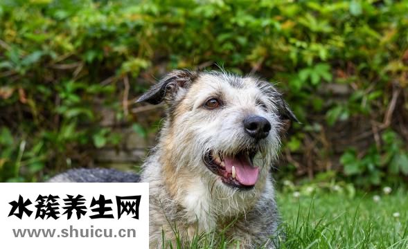 牙結石去除